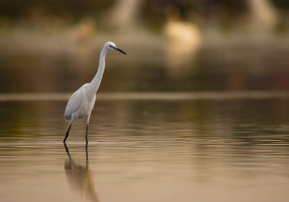 egret-g0b96e88e6_1280